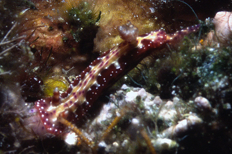 Hypselodoris maculosa